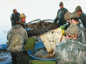 Bild von Sortierkorb ohne Rahmen